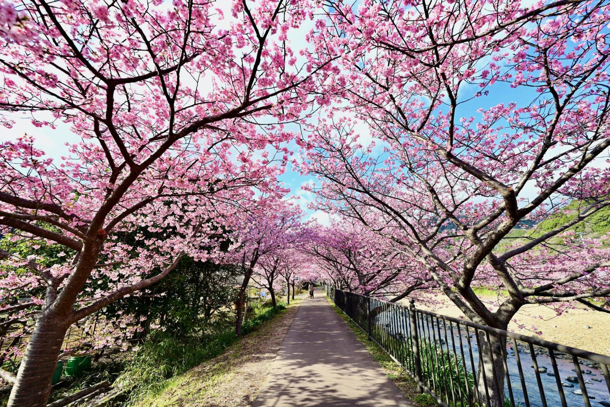 河津ログハウス 河津町 エクステリア 写真